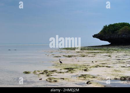 Die Ebbe des Indischen Ozeans an den Ufern von Sansibar. Stockfoto