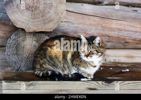 Eine obdachlose Katze sitzt auf einer Holzbank vor dem Hintergrund eines Holzhauses. Stockfoto