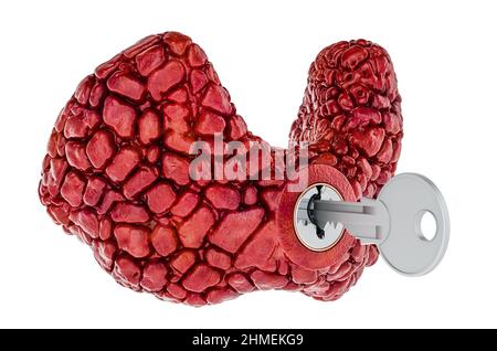 Menschliche Schilddrüse mit Schlüssel. Forschungs- und Diagnosekonzept. 3D Darstellung isoliert auf weißem Hintergrund Stockfoto