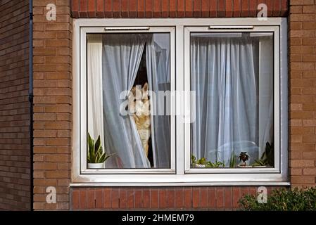 Ein elsässischer Hund, der durch die Vorhänge aus dem Fenster in einem Wohnheim in The Pleasance, Edinburgh, Schottland, Großbritannien, blickt. Stockfoto