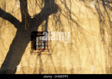 Schatten von Weidenbäumen, die auf die Außenwand eines geschlossenen Gebäudes fallen Stockfoto