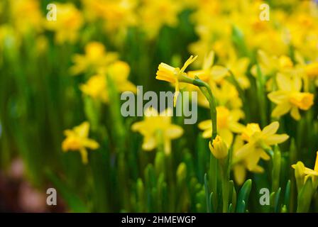 Blühend mit vielen gelben kleinen Narzissen im Frühjahr. Stockfoto