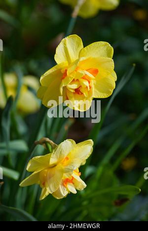 Zwei doppelte gelbe Narzissen im Blumenbeet im Frühjahr. Stockfoto