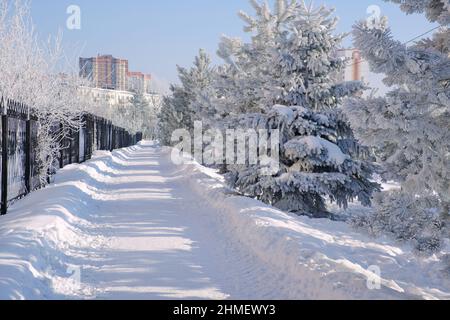 Schneebedeckte Fußgängerstraße in der Winterstadt. Nadelbäume entlang der Straße. Winterliches, sonniges Stadtbild. Stockfoto