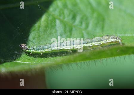 Eine Mottenraupe auf einer Sojabohnenpflanze, in der sie die Blätter beschädigt hat. Stockfoto