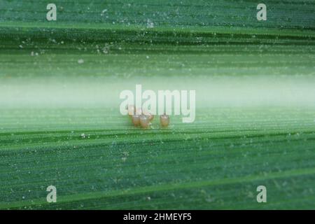 Eier von Schildwanzen in der Familie Pentatomidae auf einem Maisblatt. Stockfoto
