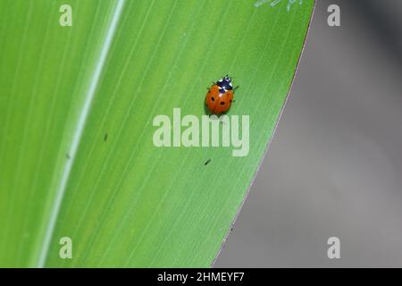 Gepunktete rote Marienkäfer auf einer Blume. Hochwertige Fotos. Selektiver Fokus Stockfoto