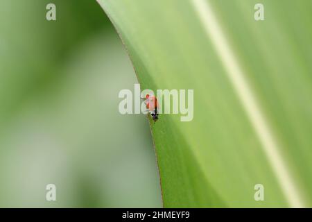 Hippodamia variegata, der Adonis-Marienkäfer, auch bekannt als der bunte Marienkäfer und gepunkteter Bernsteinkäfer, ist eine Art von Marienkäfer. Stockfoto