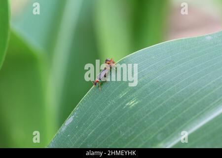 Der Soldat Käfer (Cantharidae) auf einem Maisblatt. Sie sind Raubtiere, die nach Pflanzenschädlingen jagen. Stockfoto