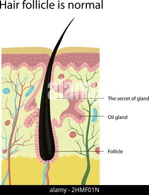 Normaler Haarfollikel. Die Struktur der Haut. Stock Vektor