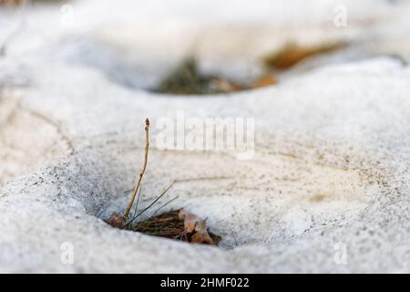 Neues Sprießen eines Baumes mit Knospe inmitten des auftauenden Schnees bleibt, Nahaufnahme, Bildkomposition durch enge Zone der Schärfe Stockfoto