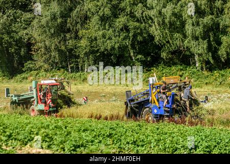 Das Aufspinnen des Flachs, um die volle Länge der Fasern zu erhalten | Arrachage du lin cinq semaines apres la floraison afin de preserver l'entie Stockfoto