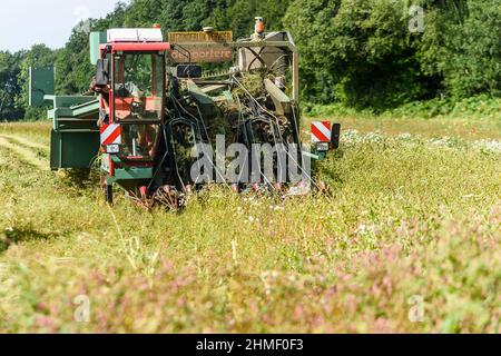 Das Aufspinnen des Flachs, um die volle Länge der Fasern zu erhalten | Arrachage du lin cinq semaines apres la floraison afin de preserver l'entie Stockfoto