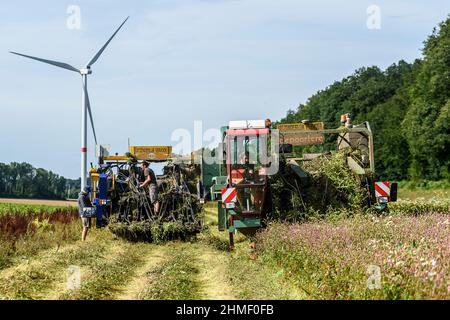 Das Aufspinnen des Flachs, um die volle Länge der Fasern zu erhalten | Arrachage du lin cinq semaines apres la floraison afin de preserver l'entie Stockfoto