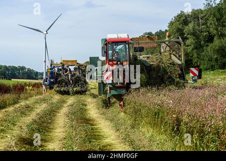 Das Aufspinnen des Flachs, um die volle Länge der Fasern zu erhalten | Arrachage du lin cinq semaines apres la floraison afin de preserver l'entie Stockfoto