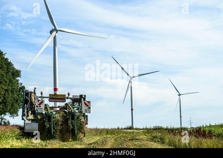 Das Aufspinnen des Flachs, um die volle Länge der Fasern zu erhalten | Arrachage du lin cinq semaines apres la floraison afin de preserver l'entie Stockfoto