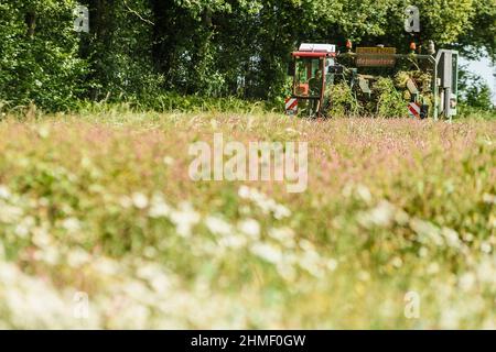 Das Aufspinnen des Flachs, um die volle Länge der Fasern zu erhalten | Arrachage du lin cinq semaines apres la floraison afin de preserver l'entie Stockfoto