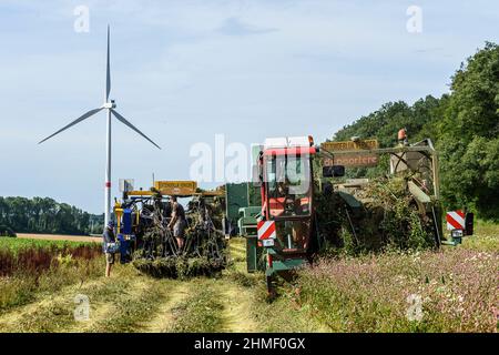 Das Aufspinnen des Flachs, um die volle Länge der Fasern zu erhalten | Arrachage du lin cinq semaines apres la floraison afin de preserver l'entie Stockfoto