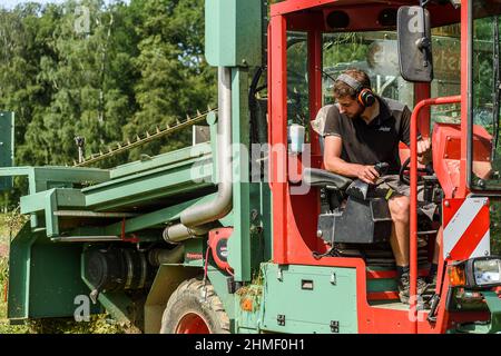 Das Aufspinnen des Flachs, um die volle Länge der Fasern zu erhalten | Arrachage du lin cinq semaines apres la floraison afin de preserver l'entie Stockfoto