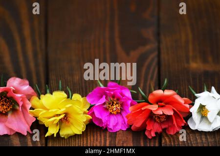 Moosrosen oder Portulaca grandiflora auf Holzhintergrund mit Kopierfläche. Muttertag Hintergrund mit floralen Rand Stockfoto
