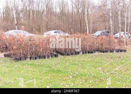 Setzlinge der blasentragenden Pflanze in Töpfen vor dem Pflanzen. Vorbereitung der Landschaftsgestaltung in der Stadt. Herbstpflanzen. Stockfoto