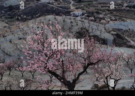 Blühender Mandelbaum, Mandelplantage dahinter, Sierra de las Estancias, Andalusien, Spanien Stockfoto