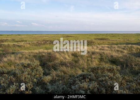 Blick über die Salzwiesen am Wattenmeer, Nationalpark Niedersächsisches Wattenmeer, Juist-Insel, Ostfriesland, Niedersachsen, Deutschland Stockfoto