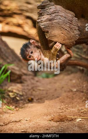 Guinea-Pavian (Papio papio), junger Mann, gefangen, Deutschland Stockfoto