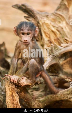 Guinea-Pavian (Papio papio), junger Mann, gefangen, Deutschland Stockfoto