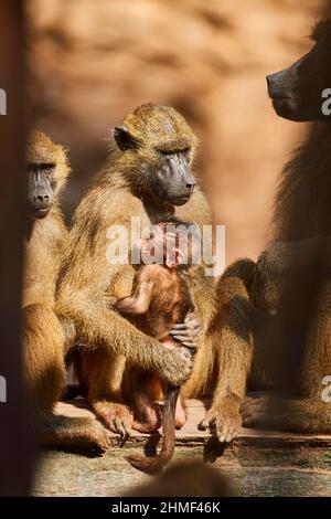 Guinea Pavian (Papio papio), Mutter mit ihrem Jungen, gefangen, Deutschland Stockfoto