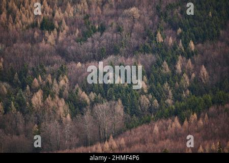 Gemeine Buche (Fagus sylvatica), Norwegenfichte (Picea abies) und europäische Lärche (Larix decidua) im Wald, kleine Fatra, Karpaten Stockfoto