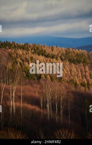 Sonnenlicht auf Buche (Fagus sylvatica), Fichte (Picea abies) und Lärche (Larix decitdua) in einem Wald, kleine Fatra Stockfoto