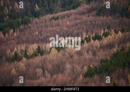 Gemeine Buche (Fagus sylvatica), Norwegenfichte (Picea abies) und europäische Lärche (Larix decidua) im Wald, kleine Fatra, Karpaten Stockfoto