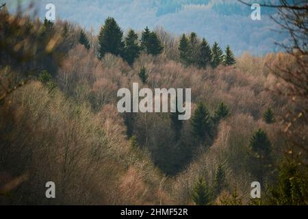 Gemeine Buche (Fagus sylvatica) und Norwegenfichte (Picea abies) Bäume im Wald, kleine Fatra, Karpaten, Grenze, Tschechische Republik Stockfoto