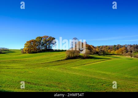 Felder und Wälder bei Doepshofen, Stauden, Naturpark Augsburg Westwälder, Schwaben, Bayern, Deutschland Stockfoto