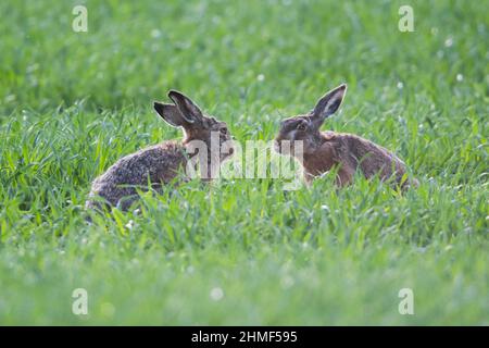 Zwei braune Hasen (Lepus europaeus), Emsland, Niedersachsen, Deutschland Stockfoto