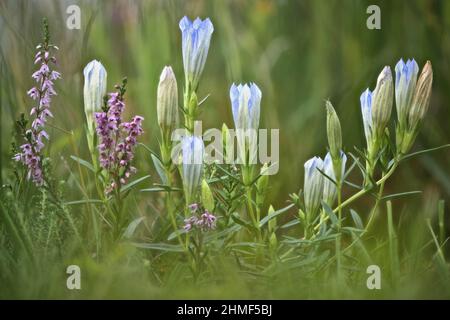 Marsh Enzian (Gentiana pneumonanthe), Emsland, Niedersachsen, Deutschland Stockfoto