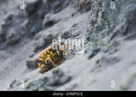 Europäischer Bienenwolf (Philanthus triangulum) mit gefangener Biene, Emsland, Niedersachsen, Deutschland Stockfoto