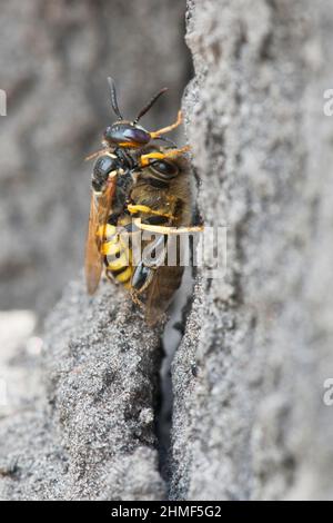 Europäischer Bienenwolf (Philanthus triangulum) mit gefangener Biene, Emsland, Niedersachsen, Deutschland Stockfoto