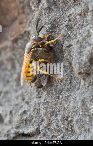 Europäischer Bienenwolf (Philanthus triangulum) mit gefangener Biene, Emsland, Niedersachsen, Deutschland Stockfoto