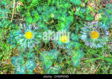 Pflanzen, kreativer Garten, verfremdete Blumen, Gänseblümchen (Bellis perennis), Deutschland Stockfoto