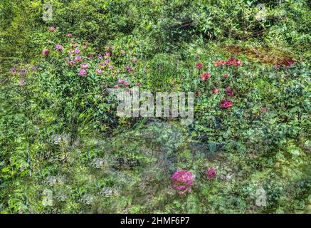 Pflanzen, gartenkreativ, verfremdete Blumen, Strauchrose (Rosa), Deutschland Stockfoto