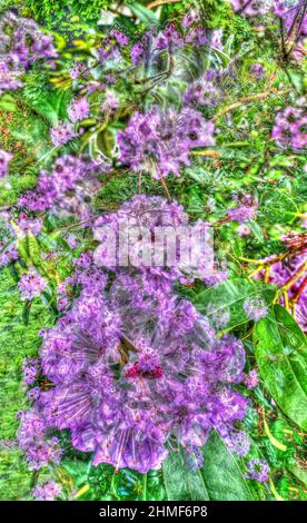 Rhododendron (Rhododendron aureum), Pflanzen, gartenkreativ, verfremdete Blumen, Deutschland Stockfoto