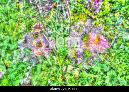 Pflanzen, Garten kreativ, verfremdete Blumen, Deutschland Stockfoto