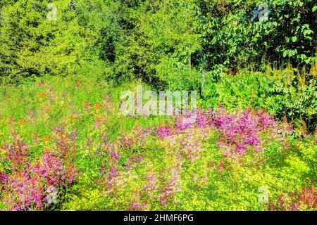 Pflanzen, Garten kreativ, verfremdete Blumen, Deutschland Stockfoto