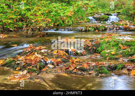 Allerheiligen Wasserfälle, Herbstbach, Oppenau, Nationalpark Schwarzwald, Baden-Württemberg, Deutschland Stockfoto