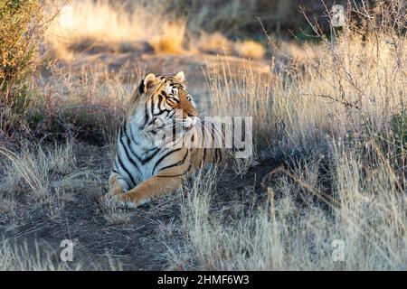 Bengal Tiger (Panthera tigris tigris) liegt zwischen Gras und Sträuchern, Tiger Canyon Farm, Philippolis, Südafrika Stockfoto