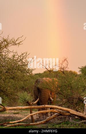 Afrikanischer Elefant (Loxodonta africana) mit Regenbogenfarben, Erindi Private Game Reserve, Namibia Stockfoto