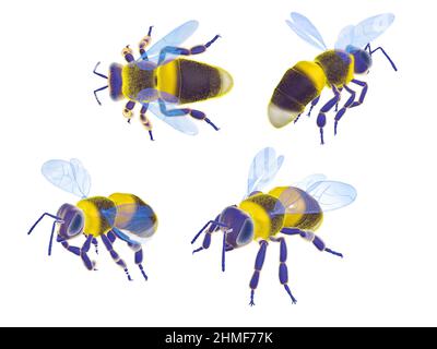 Realistischer Stil BEE 3D Illustration. Schneiden Sie aus verschiedenen Blickwinkeln auf weißem Hintergrund aus. Stockfoto