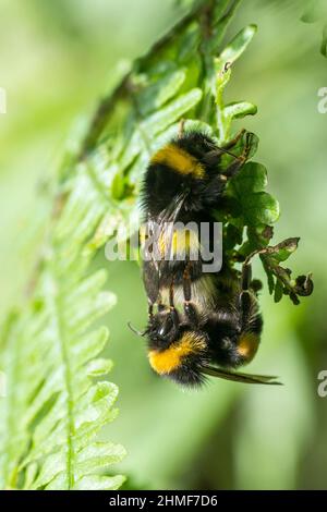 Männliche und weibliche Weißschwanzhummel (Bombus lucorum) Paarung Stockfoto